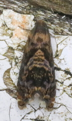 Grapholita prunivora