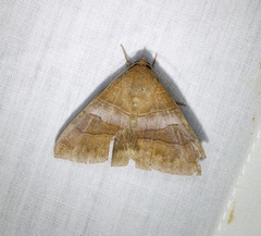 Bastilla absentimacula