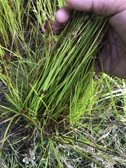 Carex crawfordii