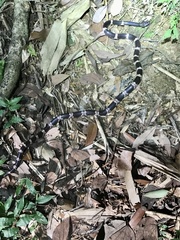 Lycodon futsingensis