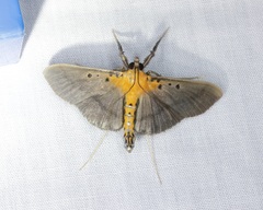 Filodes fulvidorsalis