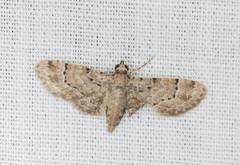 Glaucoclystis immixtaria