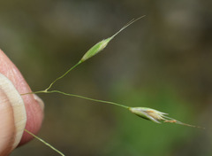Eriachne pallescens