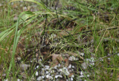 Eriachne pallescens