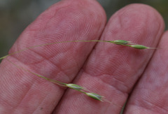 Eriachne pallescens