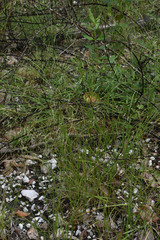 Eriachne pallescens