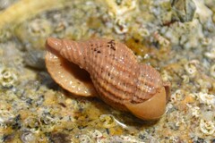 Raphitoma purpurea