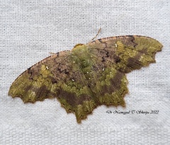 Paramaxates posterecta