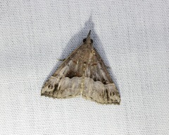 Hypena cidarioides
