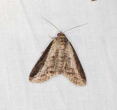 Lophoptera squammigera