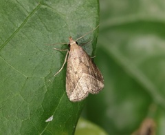 Luceria striata