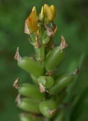Crotalaria goreensis