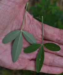 Crotalaria goreensis