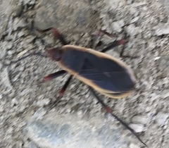 Iphita limbata