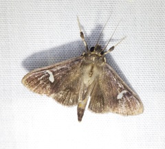 Nosophora