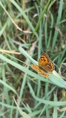 Lycaena virgaureae