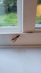 Opheltes glaucopterus