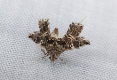 Nosphistica bisinuata