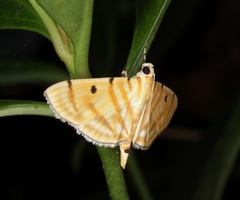 Notarcha tigrina