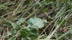 Platycnemis pennipes