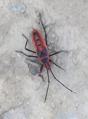 Macrocheraia grandis