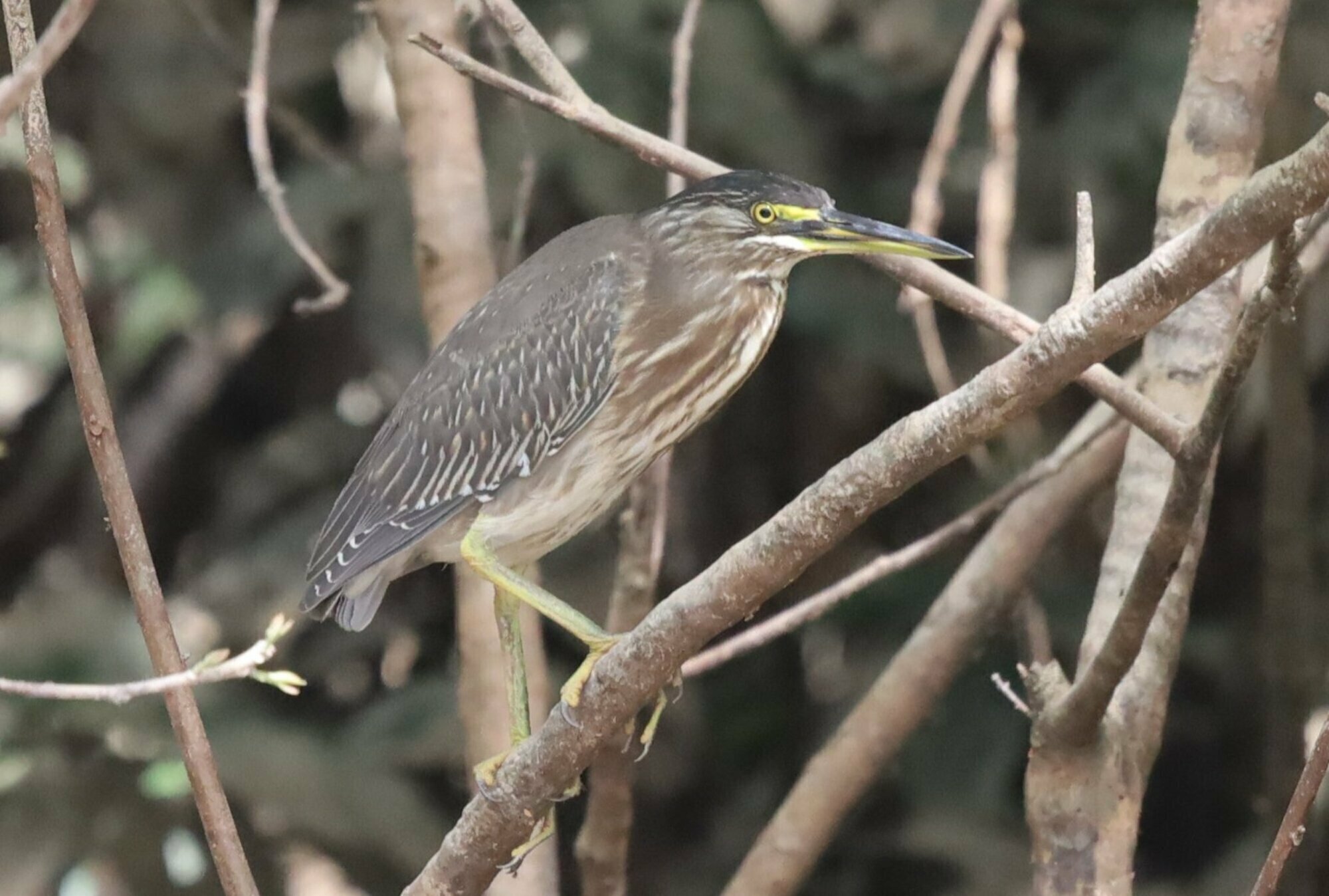 Striated Heron