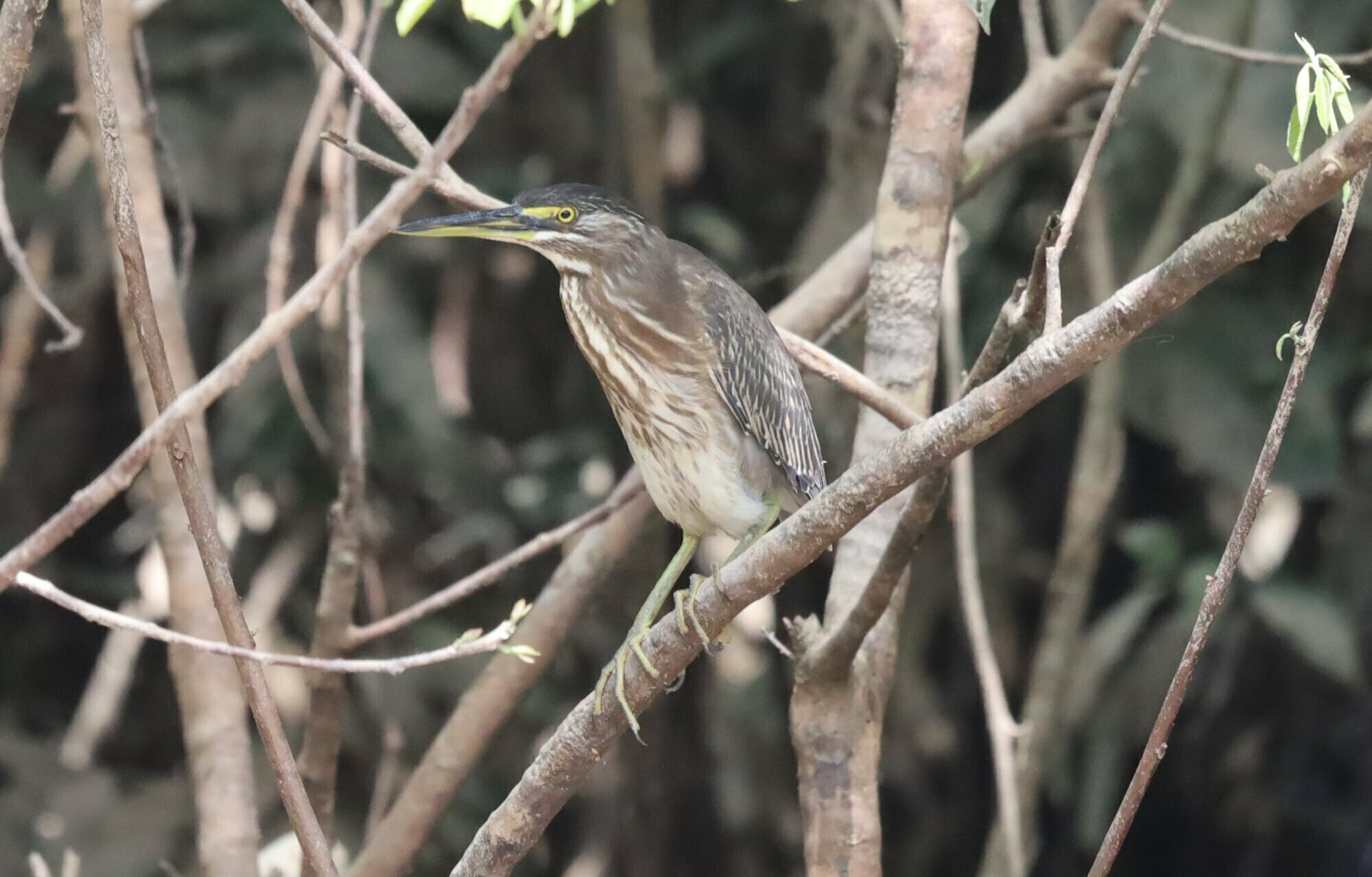 Striated Heron