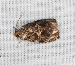 Phaecasiophora obraztsovi