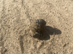 Gymnopleurus mopsus