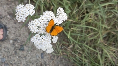 Lycaena virgaureae