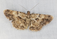 Psilalcis galsworthyi