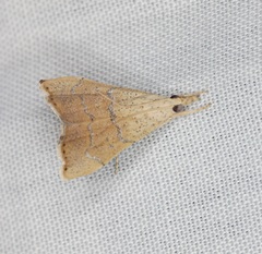 Ptychopseustis plumbeolinealis