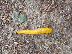 Ariolimax brachyphallus