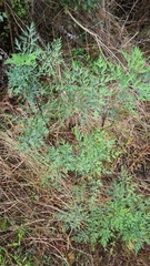 Notobubon gummiferum