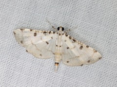 Pycnarmon cribrata