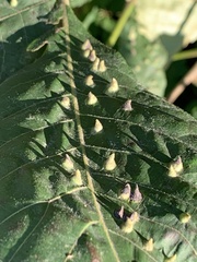 Phylloxera caryaefallax