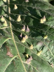 Phylloxera caryaefallax