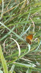 Lycaena virgaureae