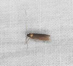 Tegenocharis tenebrans