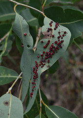 Corymbia clarksoniana