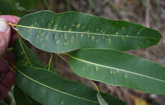 Corymbia clarksoniana
