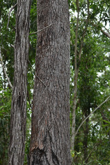 Corymbia clarksoniana