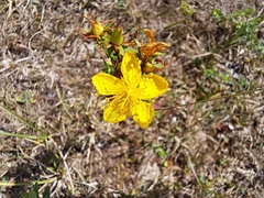 Hypericum aethiopicum