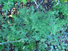 Asparagus declinatus