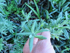 Helichrysum revolutum
