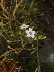 Adenandra brachyphylla