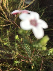 Adenandra brachyphylla