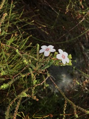 Adenandra brachyphylla