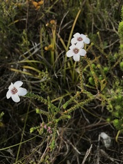 Adenandra brachyphylla