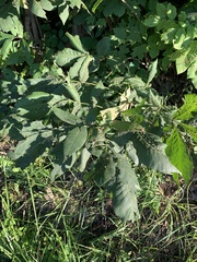 Phylloxera caryaefallax